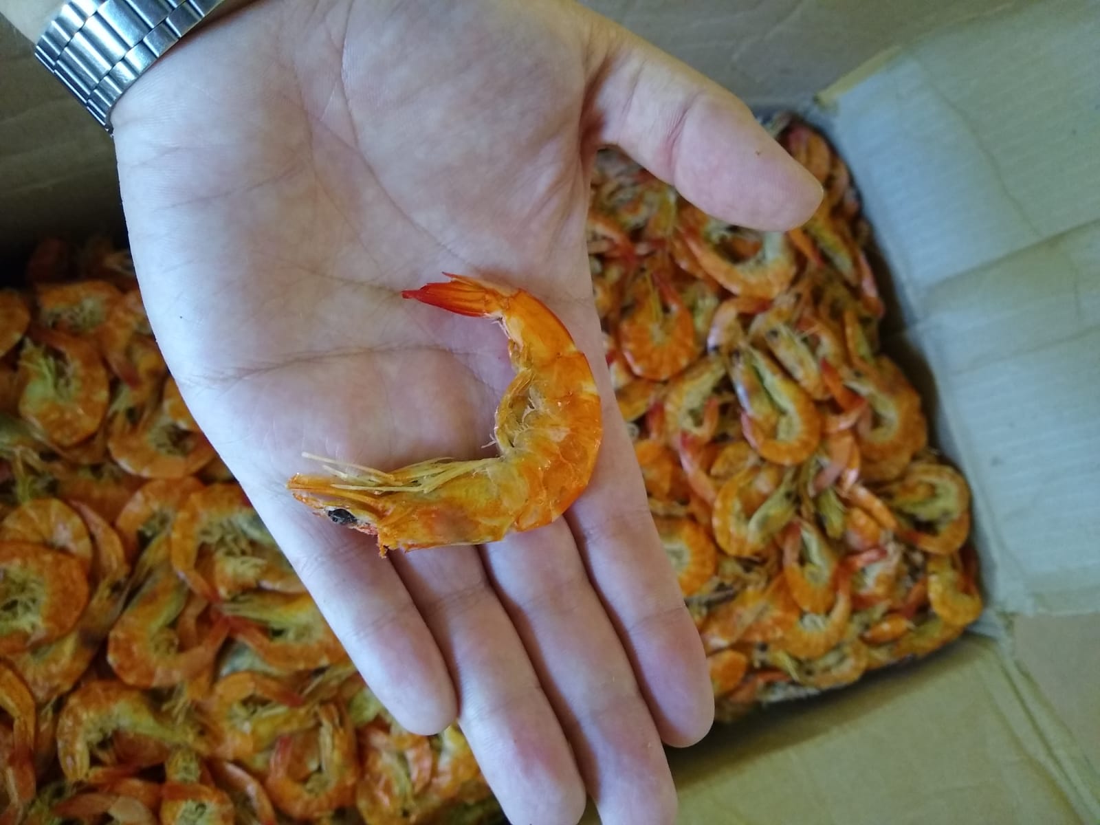 1 kg de Camarón seco de estero de tamaño MEDIANO