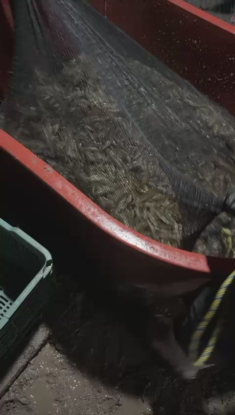 1 kg de Camarón seco de estero de tamaño GRANDE